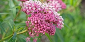 How to Winterize Milkweed Plants How to Winterize Milkweed Plants