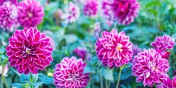 Lift These 7 Bulbs and Tubers Before Your Soil Freezes Lift These 7 Bulbs and Tubers Before Your Soil Freezes