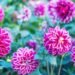 Lift These 7 Bulbs and Tubers Before Your Soil Freezes Lift These 7 Bulbs and Tubers Before Your Soil Freezes