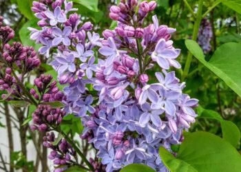 Lilac Bush Care: How to Grow a Lilac Bush that Blooms Every Time