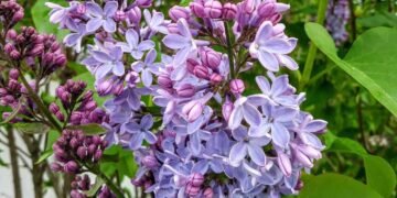 Lilac Bush Care: How to Grow a Lilac Bush that Blooms Every Time