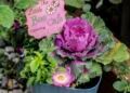bee breakfast pot planters