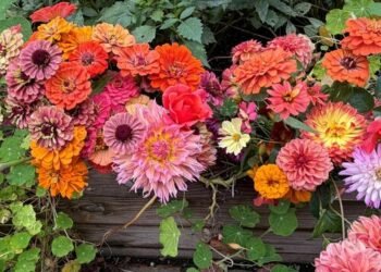 One Last Harvest from Ellen’s Cutting Garden