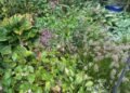 Rhonda’s Fall Garden in West Grove, Pennsylvania
