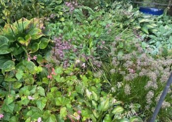 Rhonda’s Fall Garden in West Grove, Pennsylvania