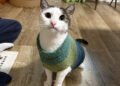 Stitch a Simple Sack Hat that Looks Like a Turkey – Knitting