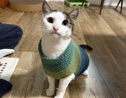 Stitch a Simple Sack Hat that Looks Like a Turkey – Knitting
