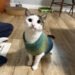Stitch a Simple Sack Hat that Looks Like a Turkey – Knitting Stitch a Simple Sack Hat that Looks Like a Turkey – Knitting