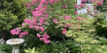 Susan’s Minnesota Garden, Part 2: Spring and Summer Susan’s Minnesota Garden, Part 2: Spring and Summer