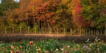 The Business of Flower Farming: Bewitching Blooms