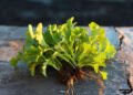 The Fall Garden: 7 Vegetables to Start Growing Now