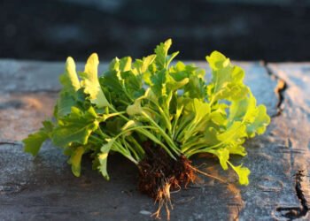 The Fall Garden: 7 Vegetables to Start Growing Now