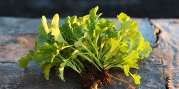 The Fall Garden: 7 Vegetables to Start Growing Now