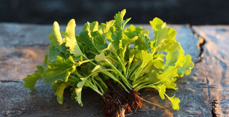 The Fall Garden: 7 Vegetables to Start Growing Now