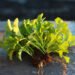 The Fall Garden: 7 Vegetables to Start Growing Now