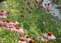 The Next 10 Garden Photos of the Day