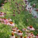 The Next 10 Garden Photos of the Day