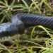 The Science Behind Using Plants to Repel Snakes in the Garden The Science Behind Using Plants to Repel Snakes in the Garden