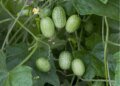 Tips & Tricks on How to Grow Cucamelons in Containers