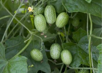 Tips & Tricks on How to Grow Cucamelons in Containers