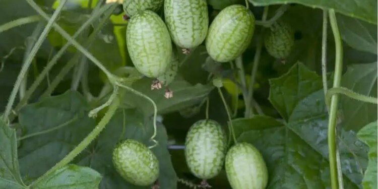 Tips & Tricks on How to Grow Cucamelons in Containers