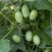 Tips & Tricks on How to Grow Cucamelons in Containers