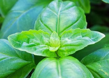Tips for Growing Basil in Fall and Winter