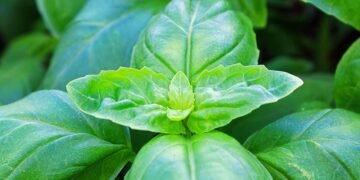 Tips for Growing Basil in Fall and Winter