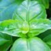 Tips for Growing Basil in Fall and Winter