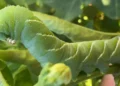 Tomato Hornworms: Life Cycle, Identification & Control Tomato Hornworms: Life Cycle, Identification & Control