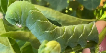 Tomato Hornworms: Life Cycle, Identification & Control