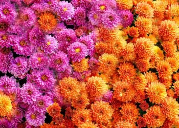 What To Do With Mums In October For More Gorgeous Blooms