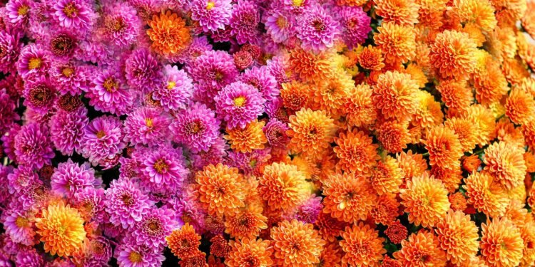 What To Do With Mums In October For More Gorgeous Blooms