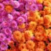 What To Do With Mums In October For More Gorgeous Blooms What To Do With Mums In October For More Gorgeous Blooms