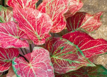 When and How to Lift Caladiums for Winter Storage