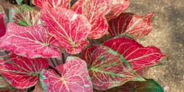 When and How to Lift Caladiums for Winter Storage