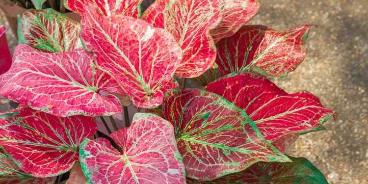 When and How to Lift Caladiums for Winter Storage