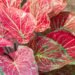 When and How to Lift Caladiums for Winter Storage
