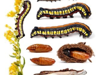 a closer look at caterpillars, with sam jaffe of the caterpillar lab