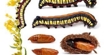 a closer look at caterpillars, with sam jaffe of the caterpillar lab a closer look at caterpillars, with sam jaffe of the caterpillar lab