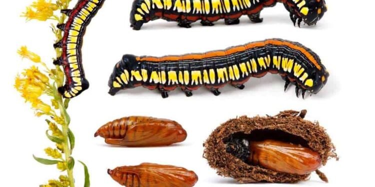 a closer look at caterpillars, with sam jaffe of the caterpillar lab