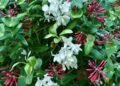 creative uses of woody plants, with stoneleigh’s ethan kauffman