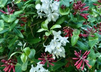 creative uses of woody plants, with stoneleigh’s ethan kauffman