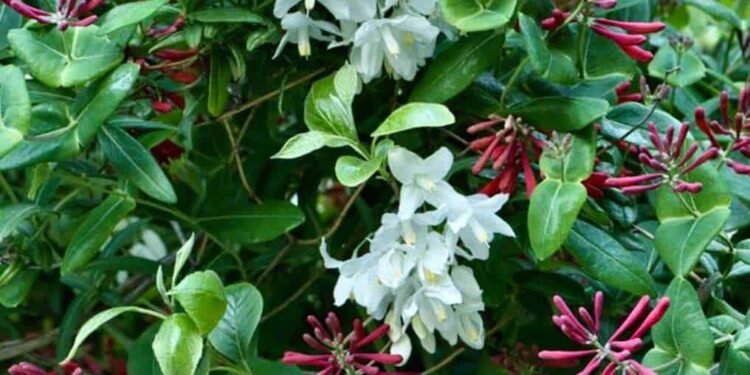 creative uses of woody plants, with stoneleigh’s ethan kauffman