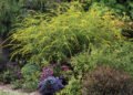 ‘Fireworks’ Goldenrod: A Pollinator Favorite with Bold Yellow Blooms