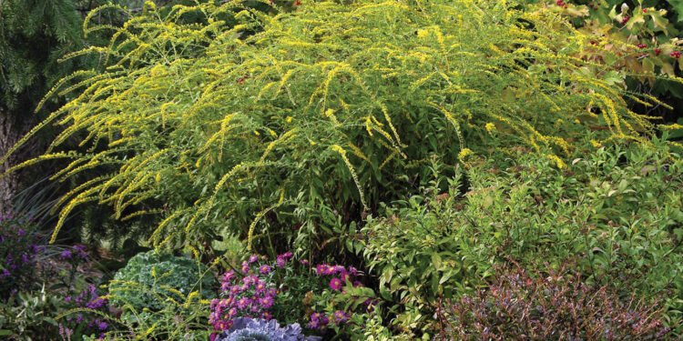 ‘Fireworks’ Goldenrod: A Pollinator Favorite with Bold Yellow Blooms