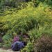 ‘Fireworks’ Goldenrod: A Pollinator Favorite with Bold Yellow Blooms ‘Fireworks’ Goldenrod: A Pollinator Favorite with Bold Yellow Blooms
